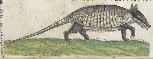 1551_gesner_armadillo