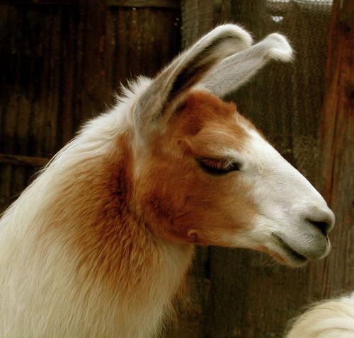 Llama 2