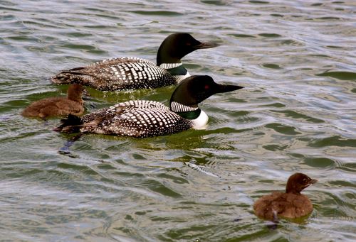 IMG_0319