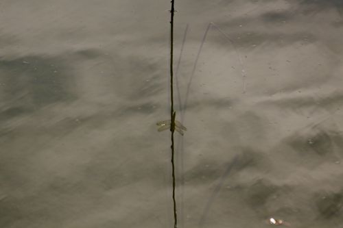 IMG_6460 IMG_6460