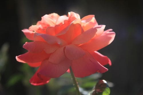 IMG_2650 IMG_2650