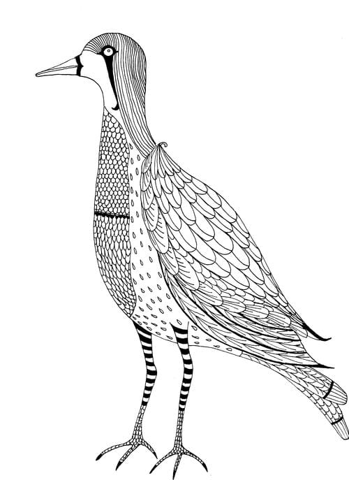 Bird Bird