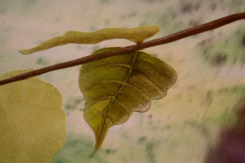 IMG_2463 IMG_2463
