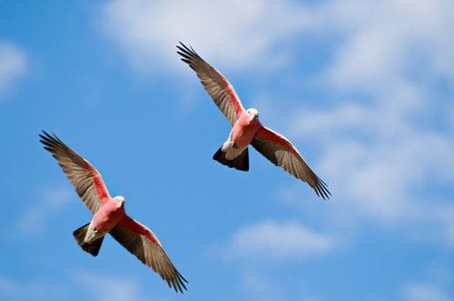 Galahs Galahs
