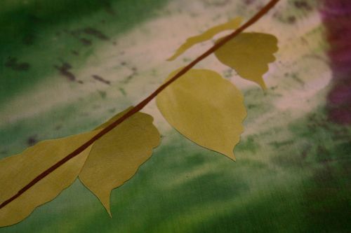 IMG_2459 IMG_2459