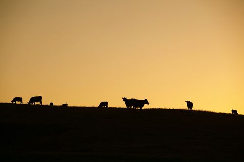 IMG_9278 IMG_9278