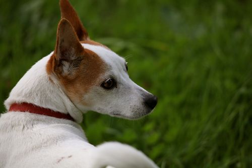 IMG_2724 IMG_2724