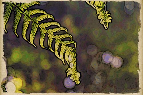Fern Fern