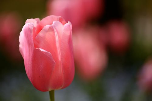 IMG_6016 IMG_6016