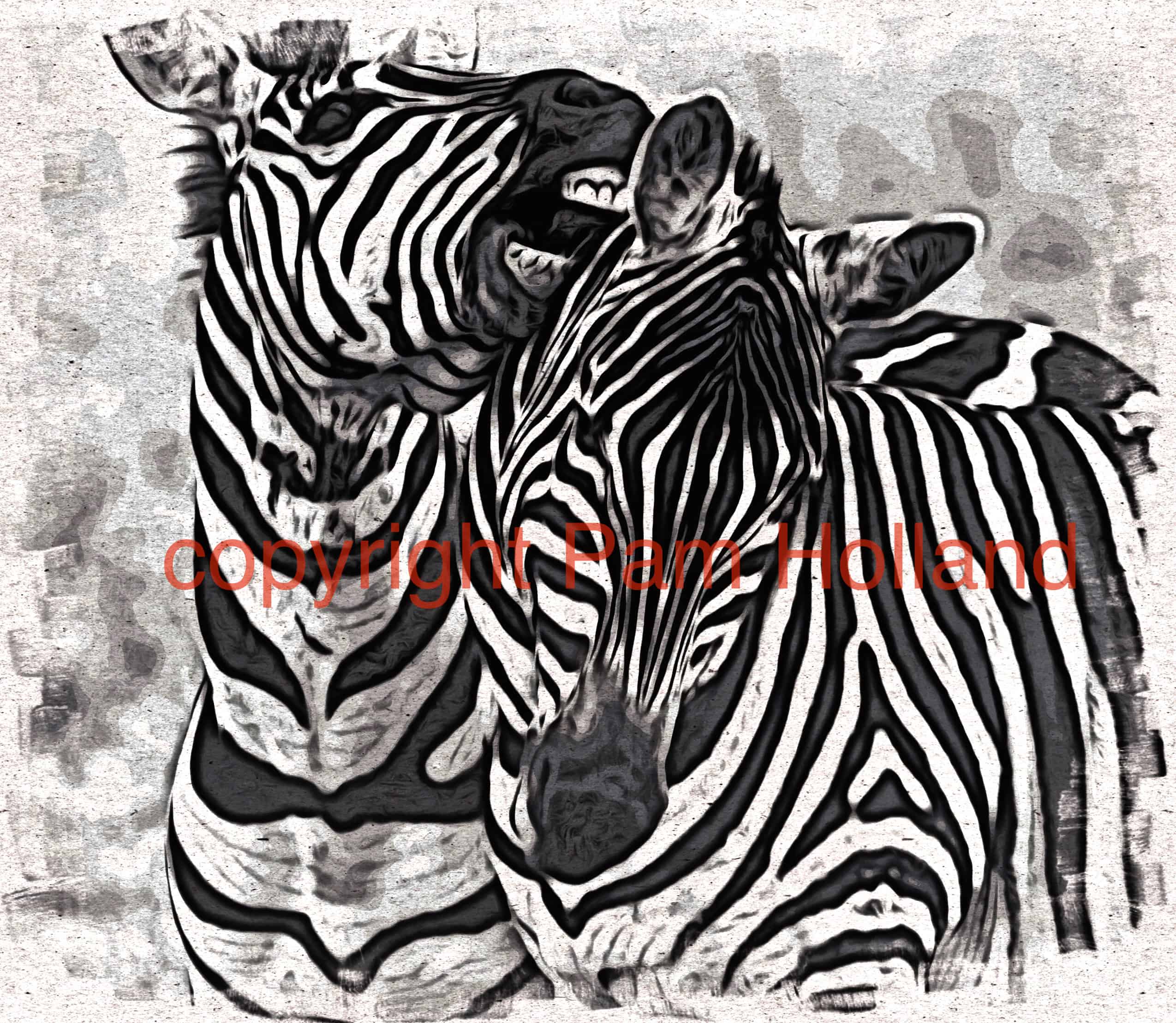 zebra 2Pam Holland