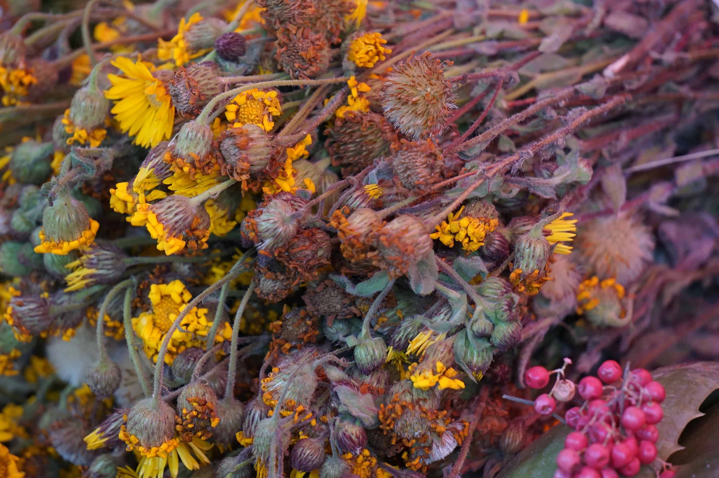 DSC03654