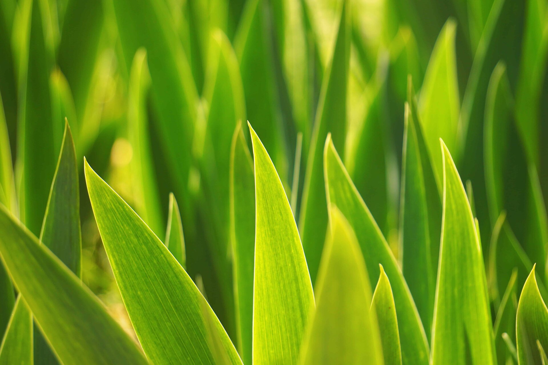 grass