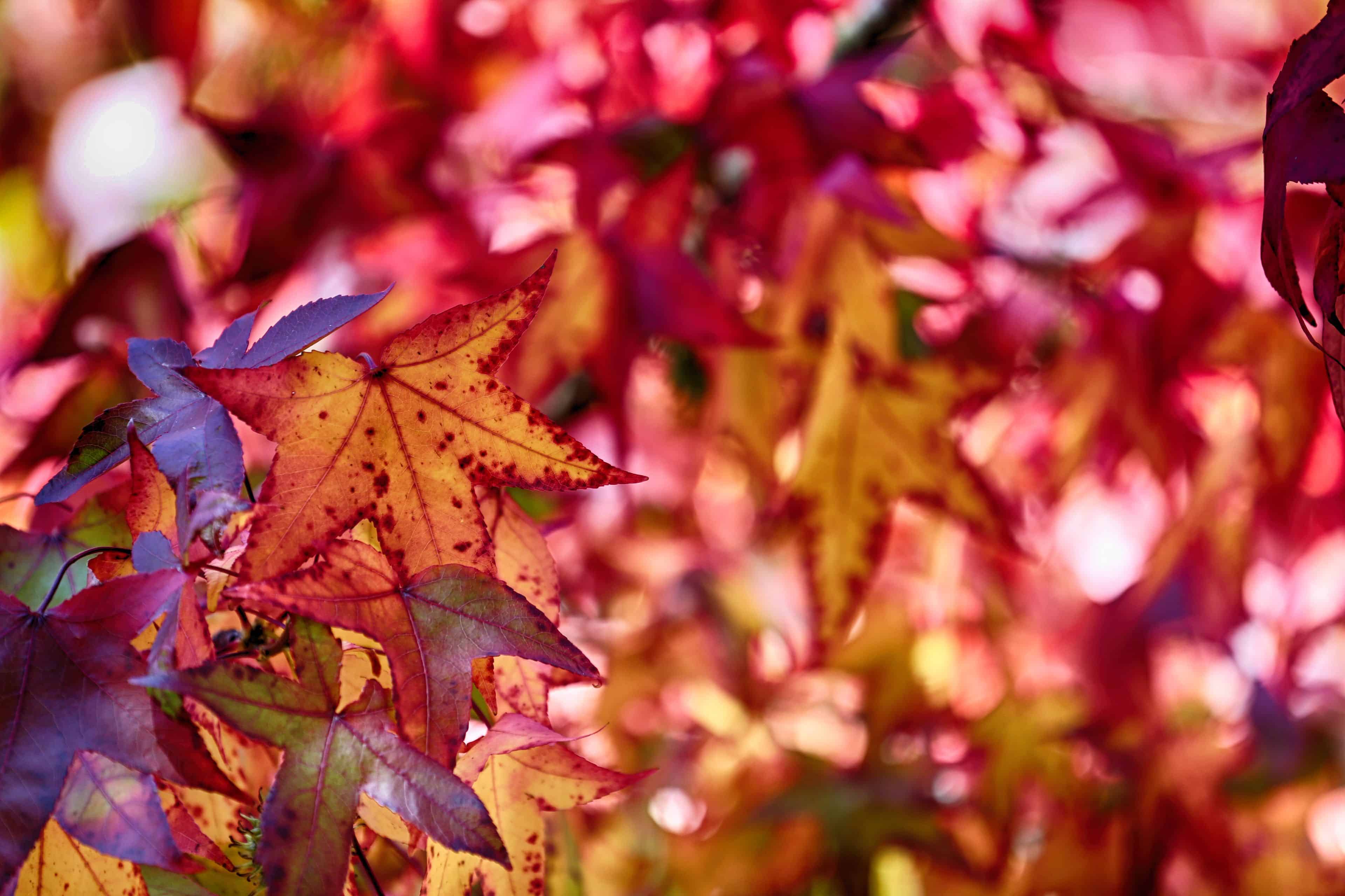leaves 3