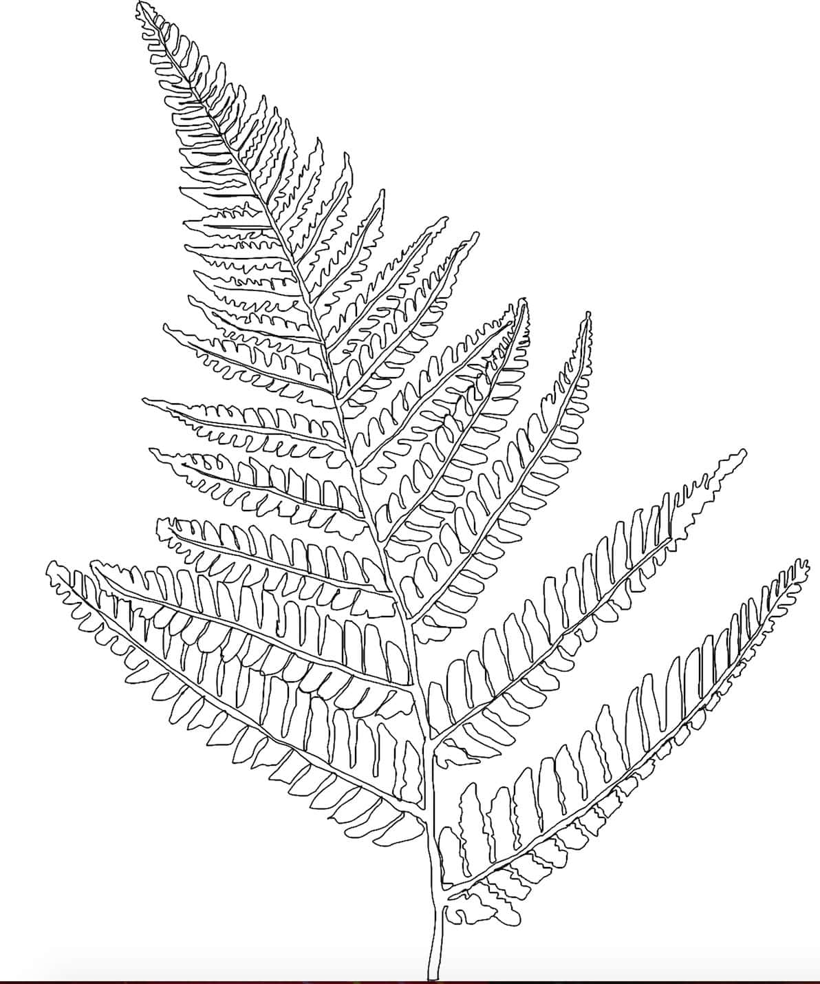 fern2_2_BMP_and_Downloads