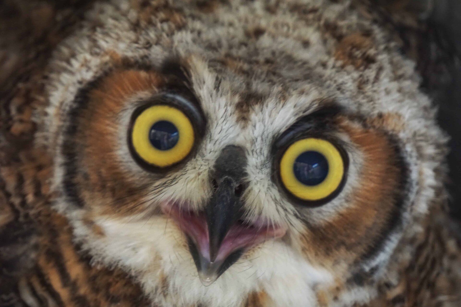 owl