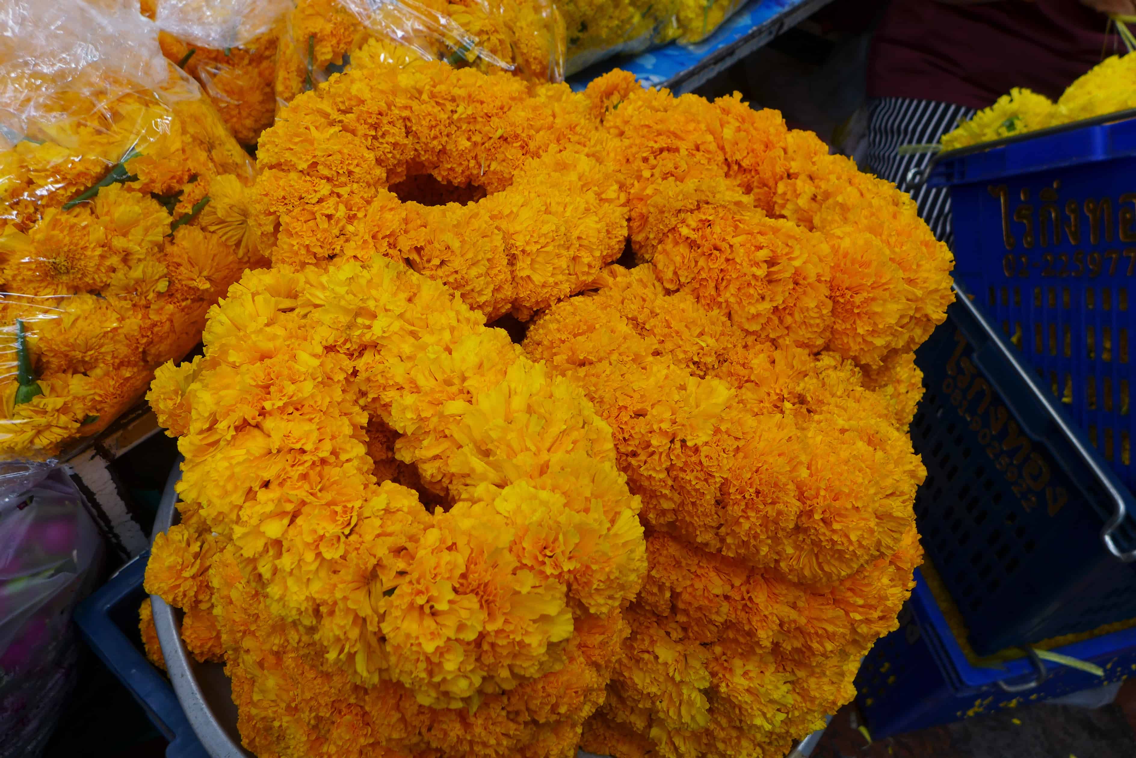 P1110234