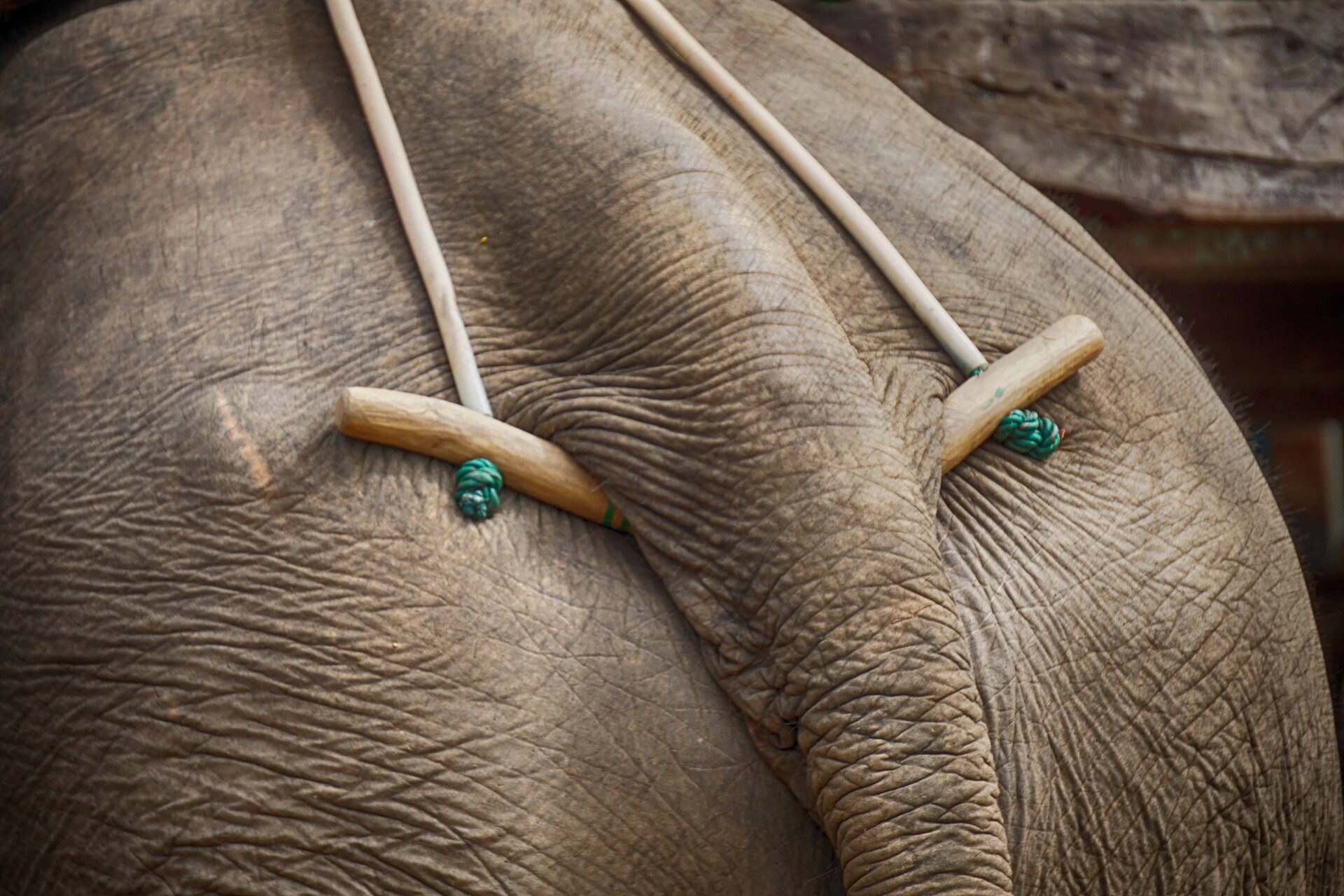 Elelephant 1.