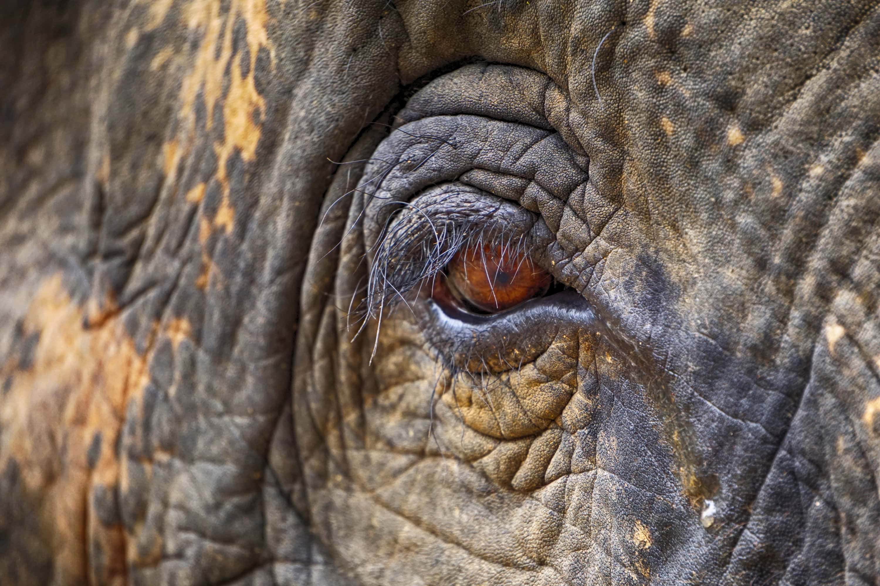 Elephant 13