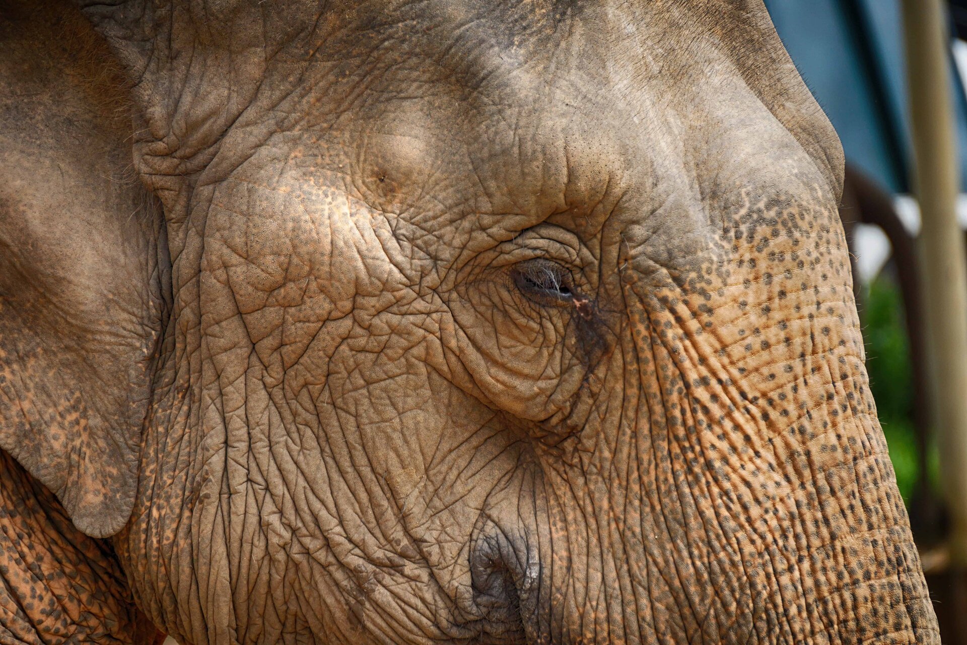 Elephant 2
