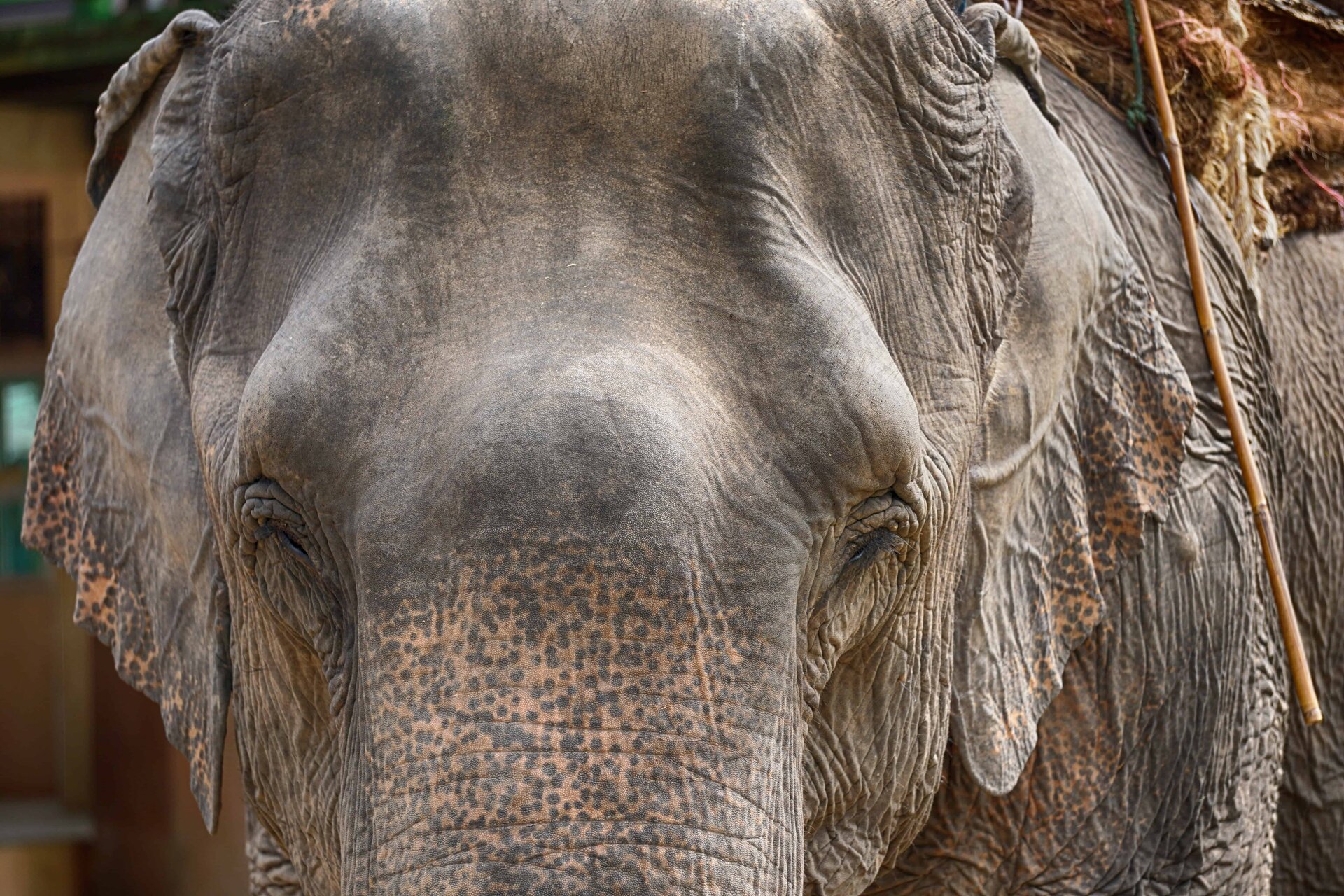 Elephant 3