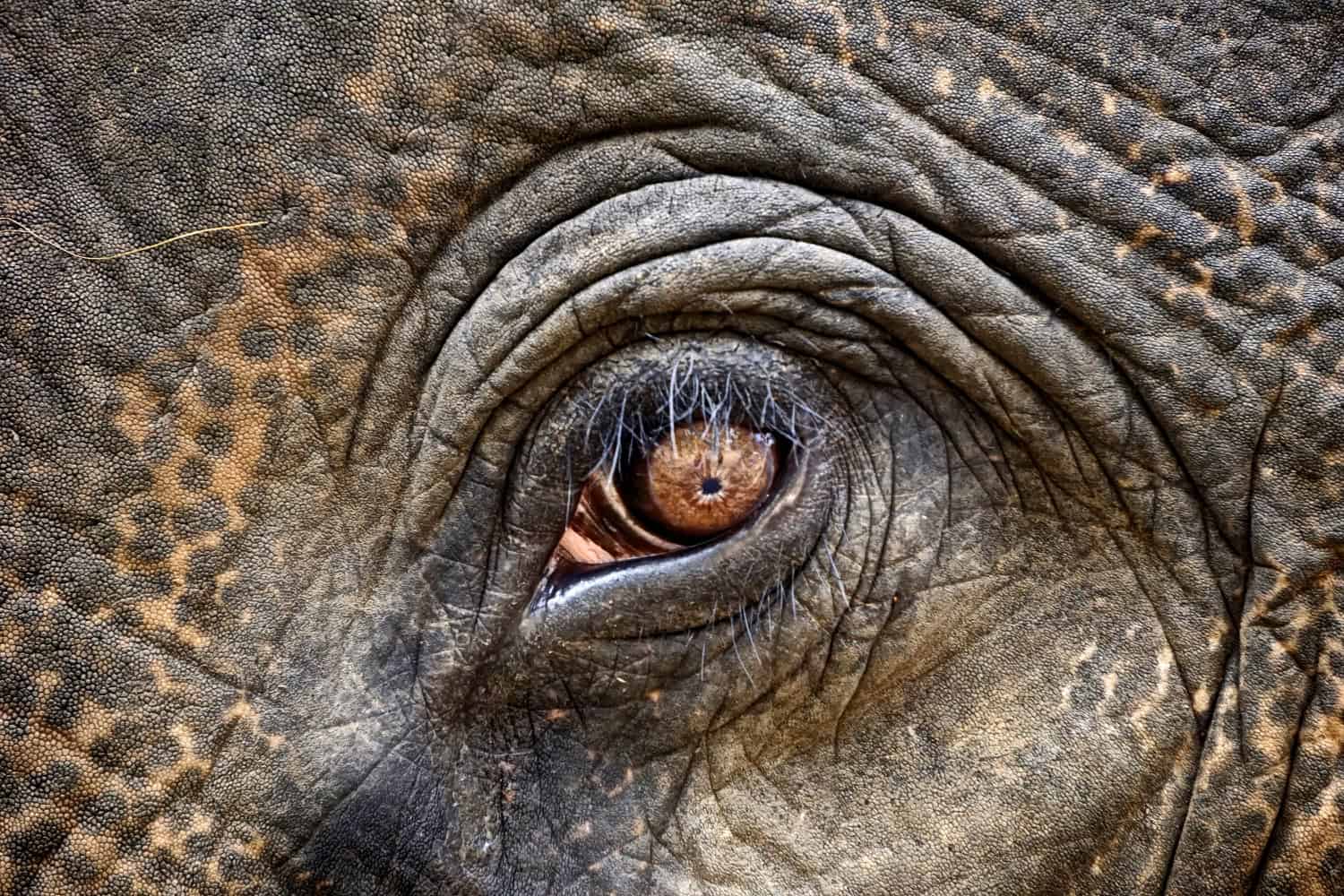 Elephant 6