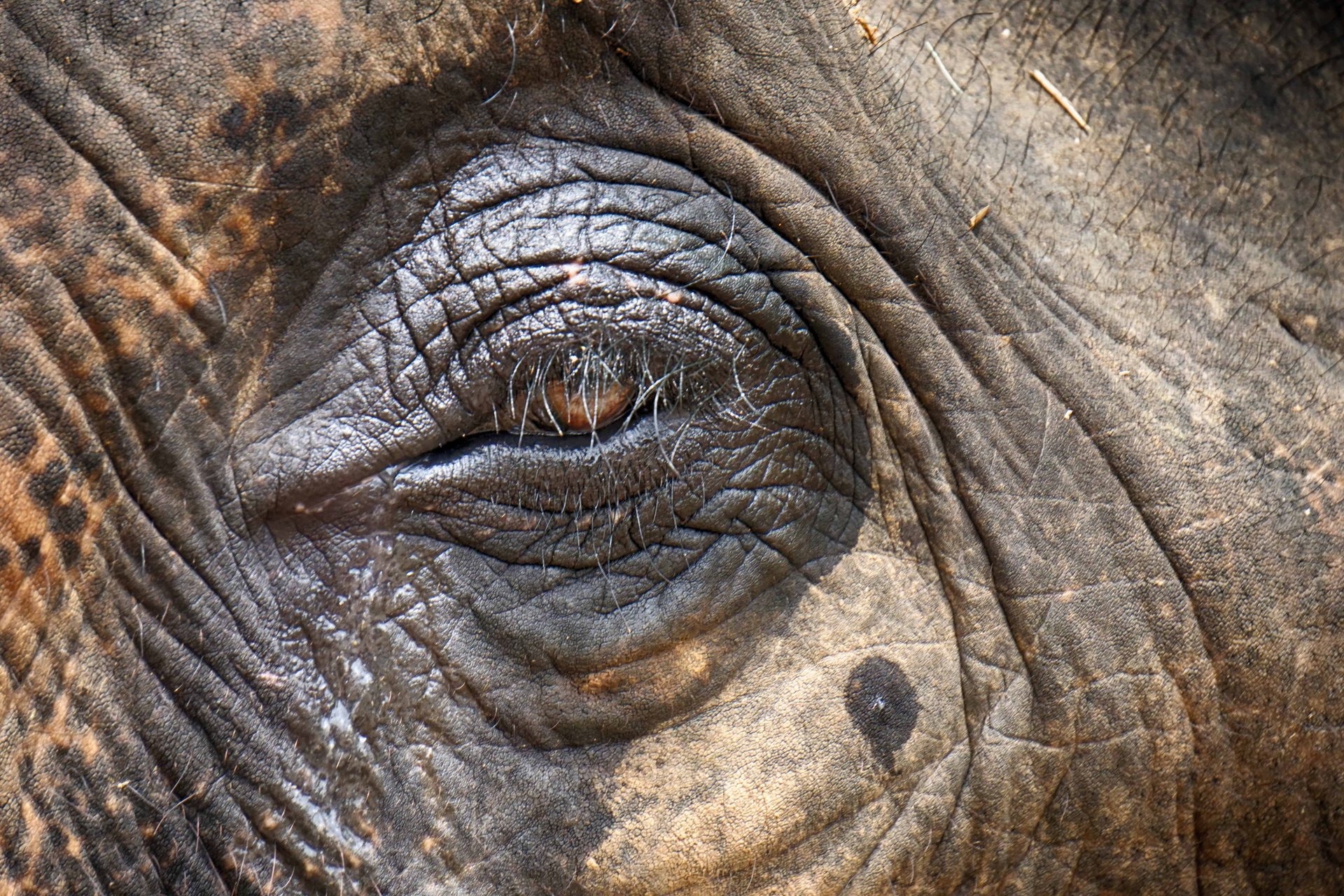 Elephant 8
