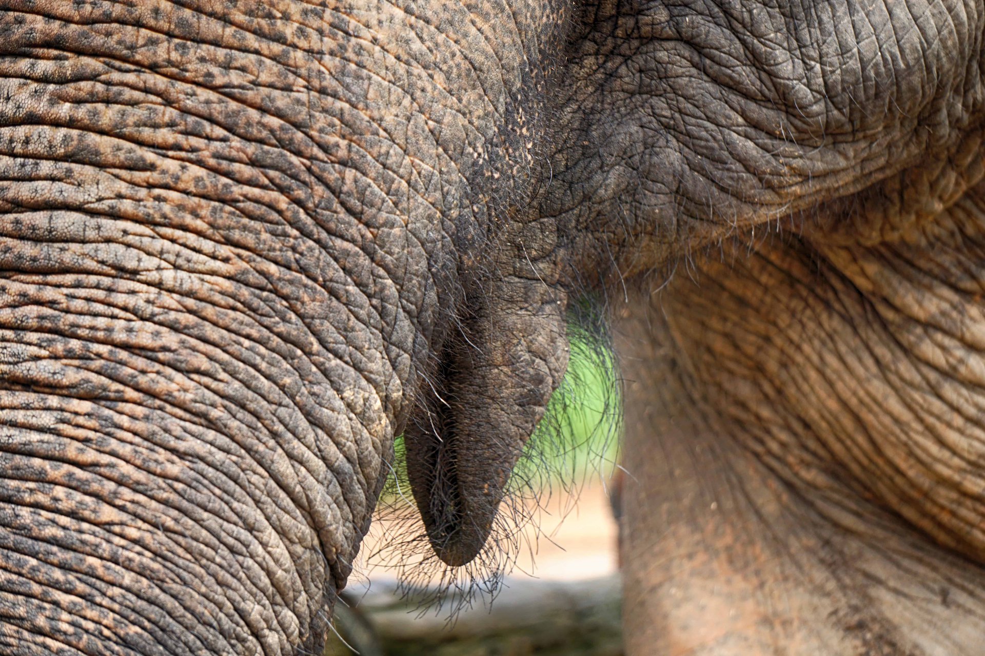 elephant 9