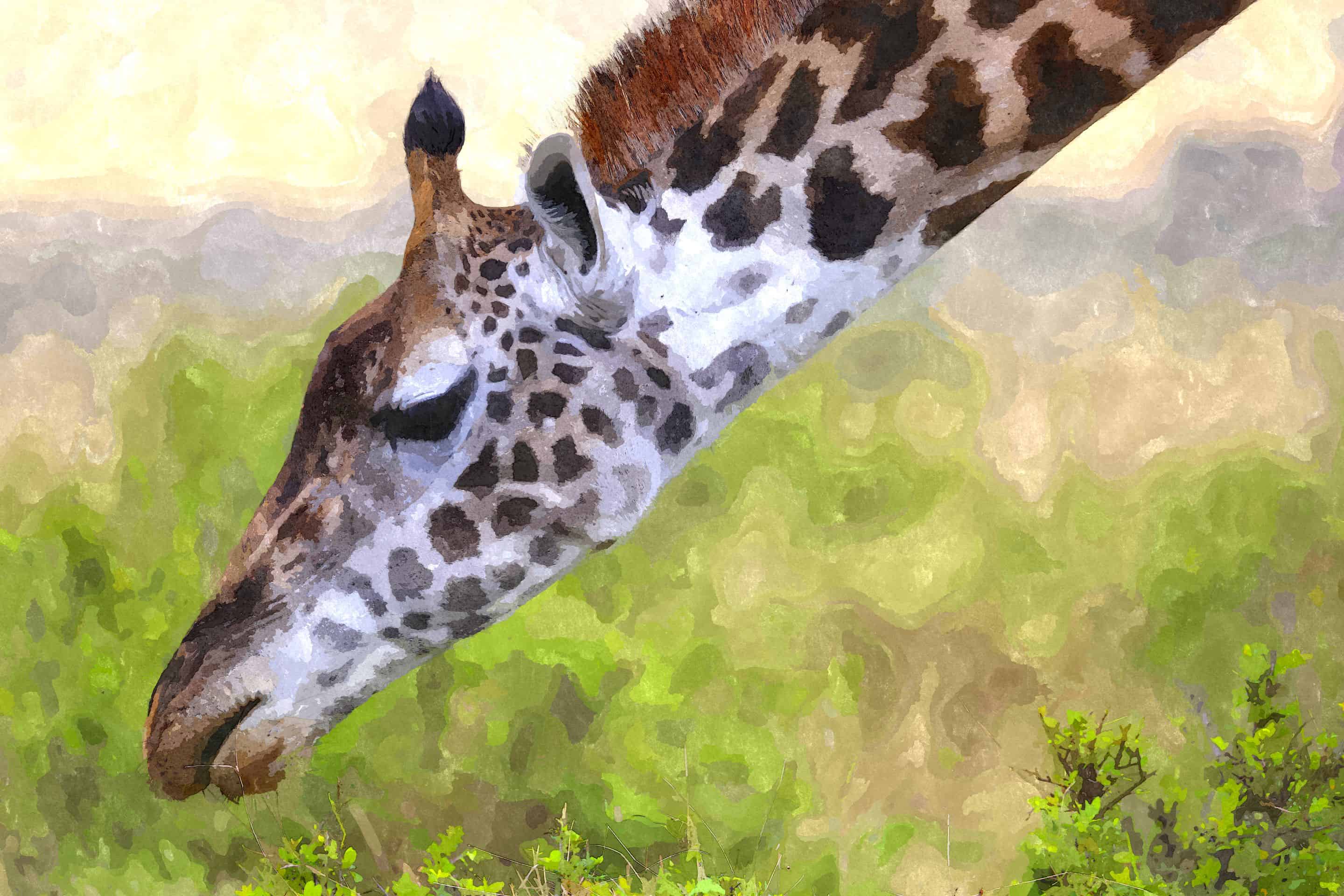 Giraffe
