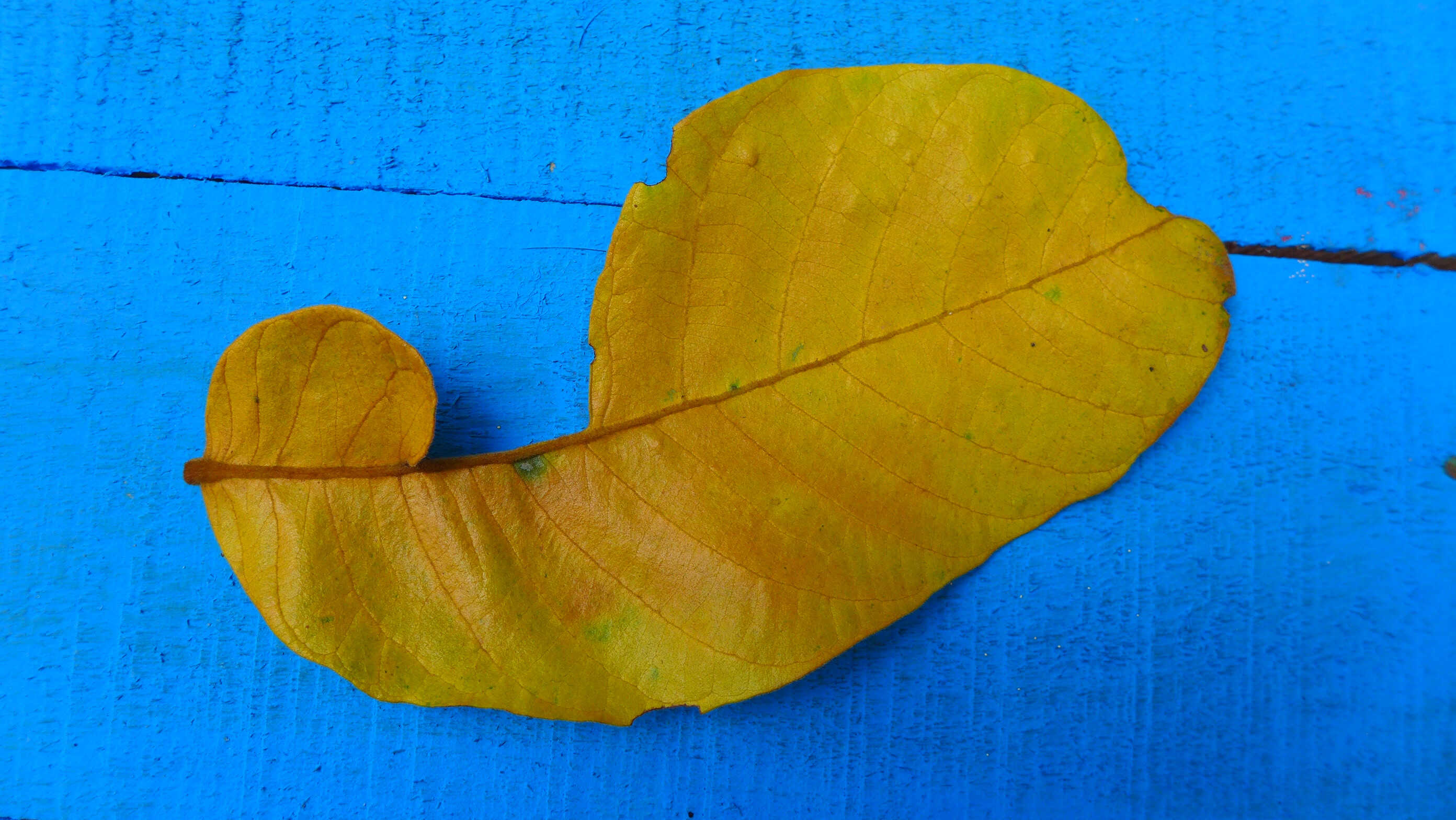 P1110981