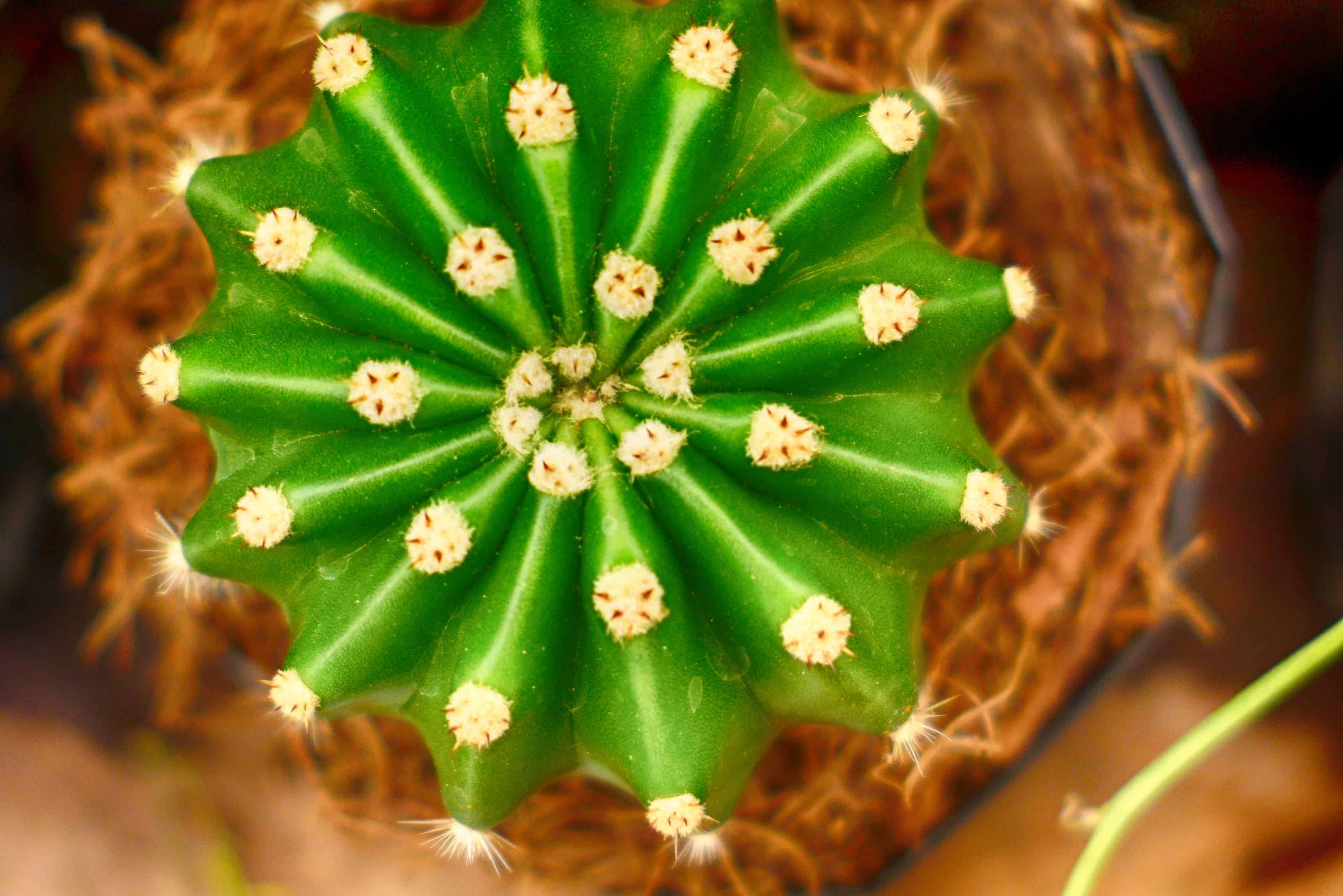 cactus 2
