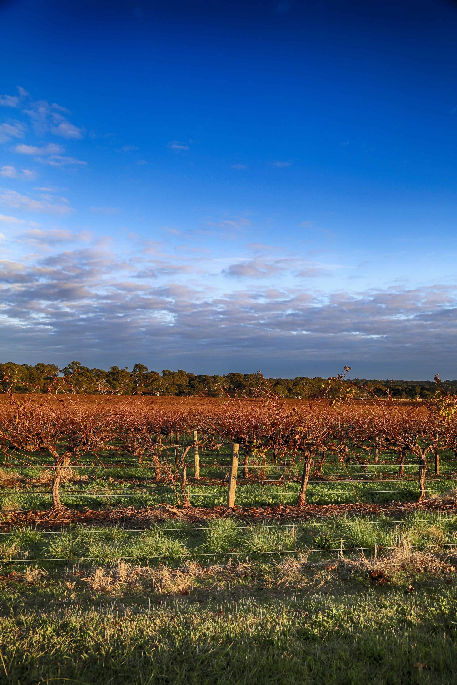 Barossa 1.
