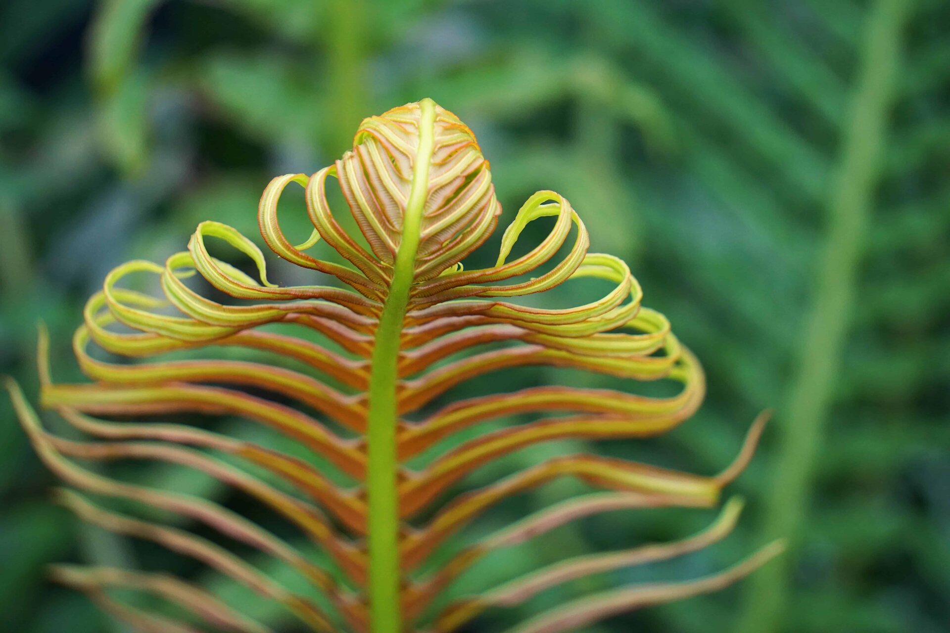 leaf 1