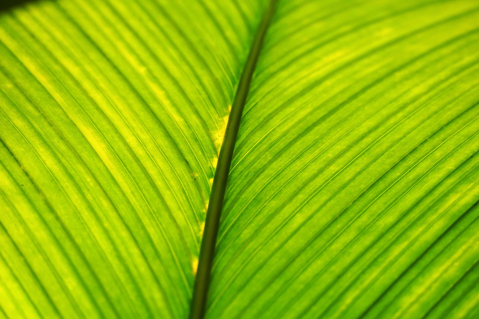 leaf 2
