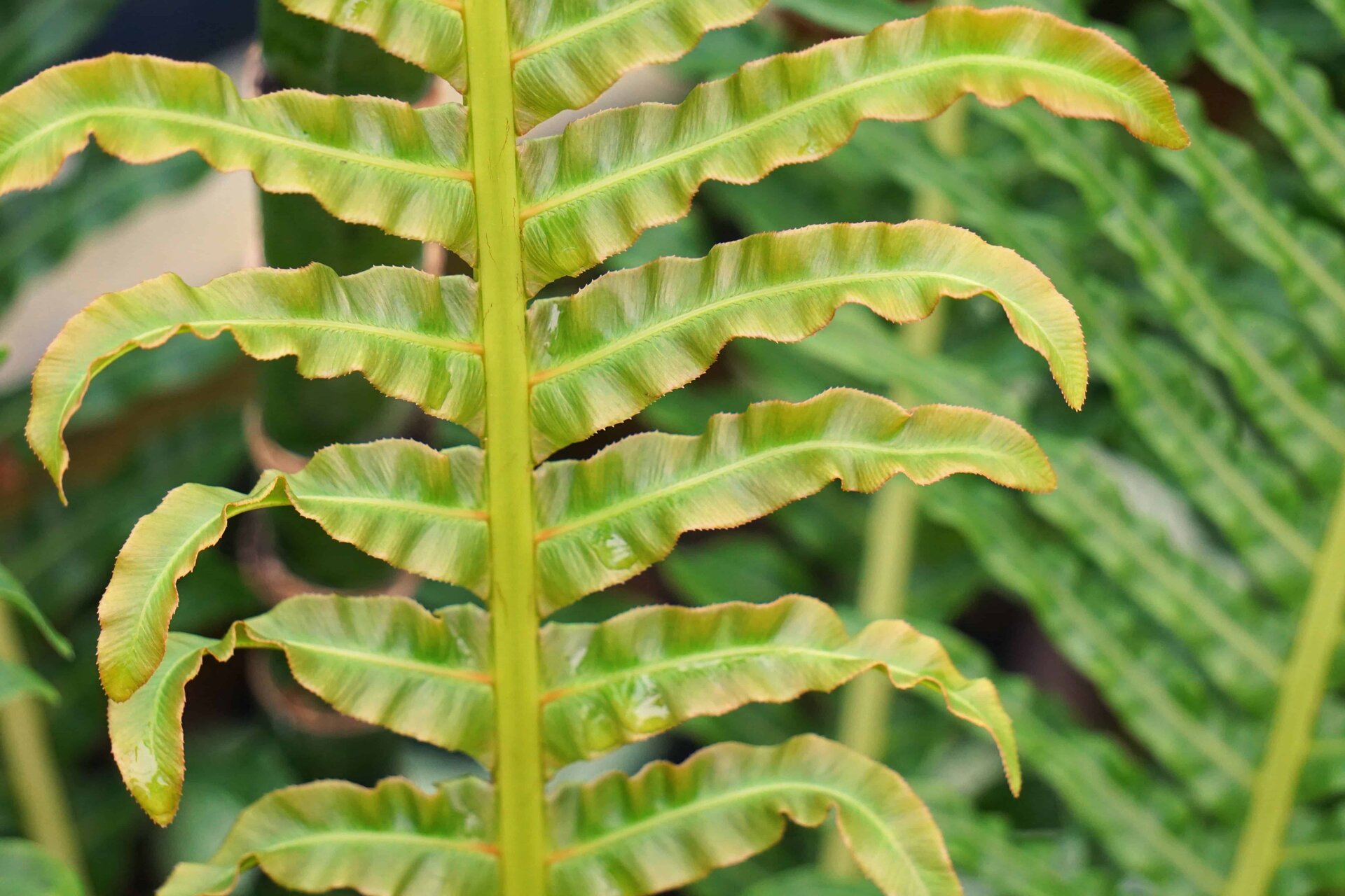 leaf 4