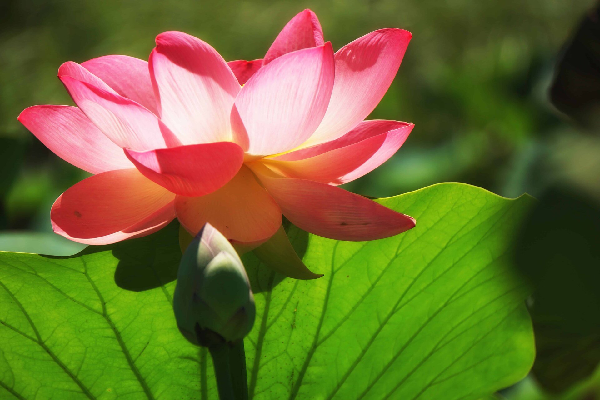 lily 1