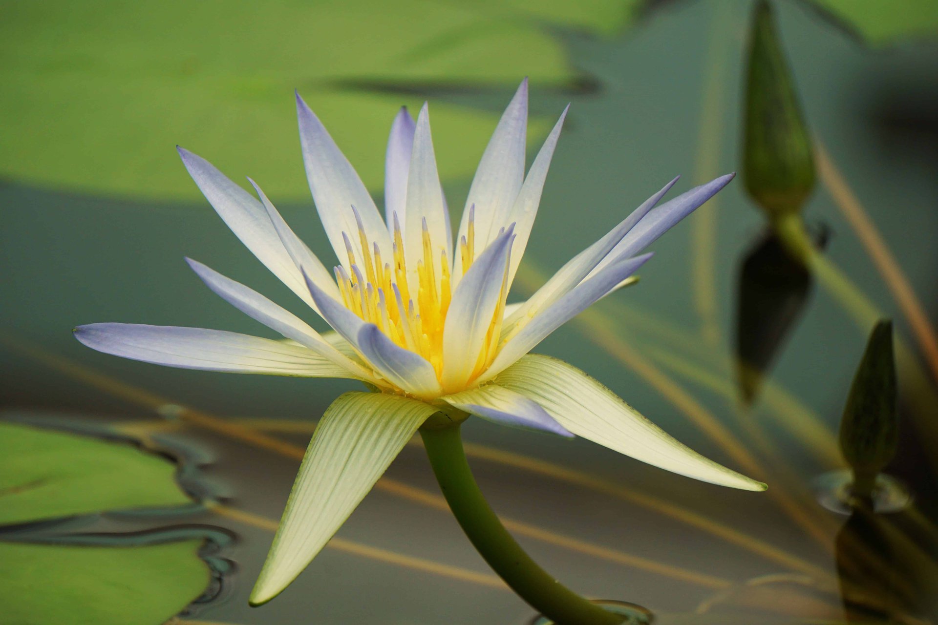lily 2