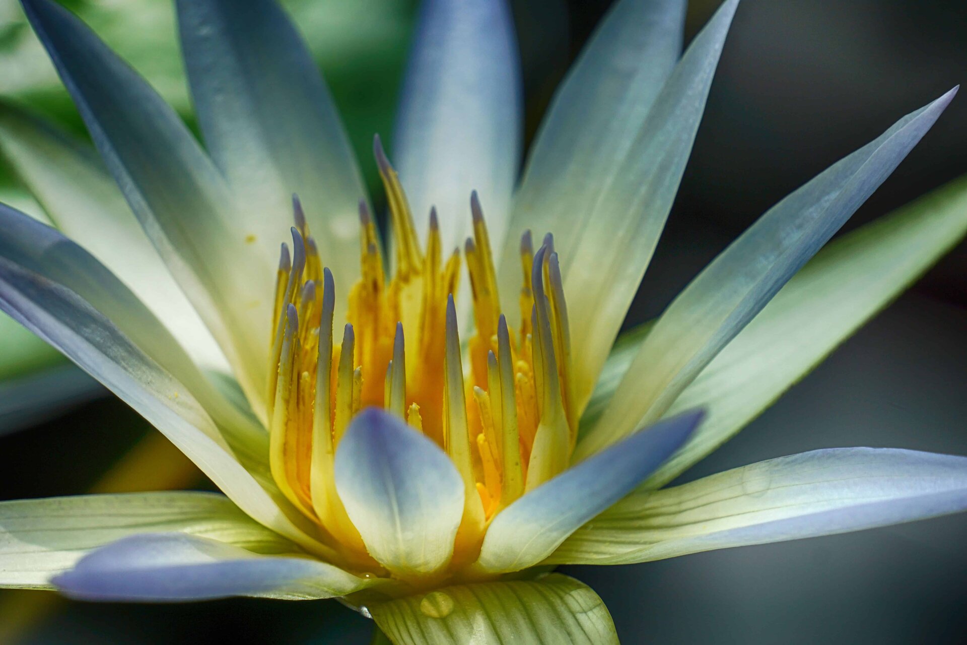 Lily 5