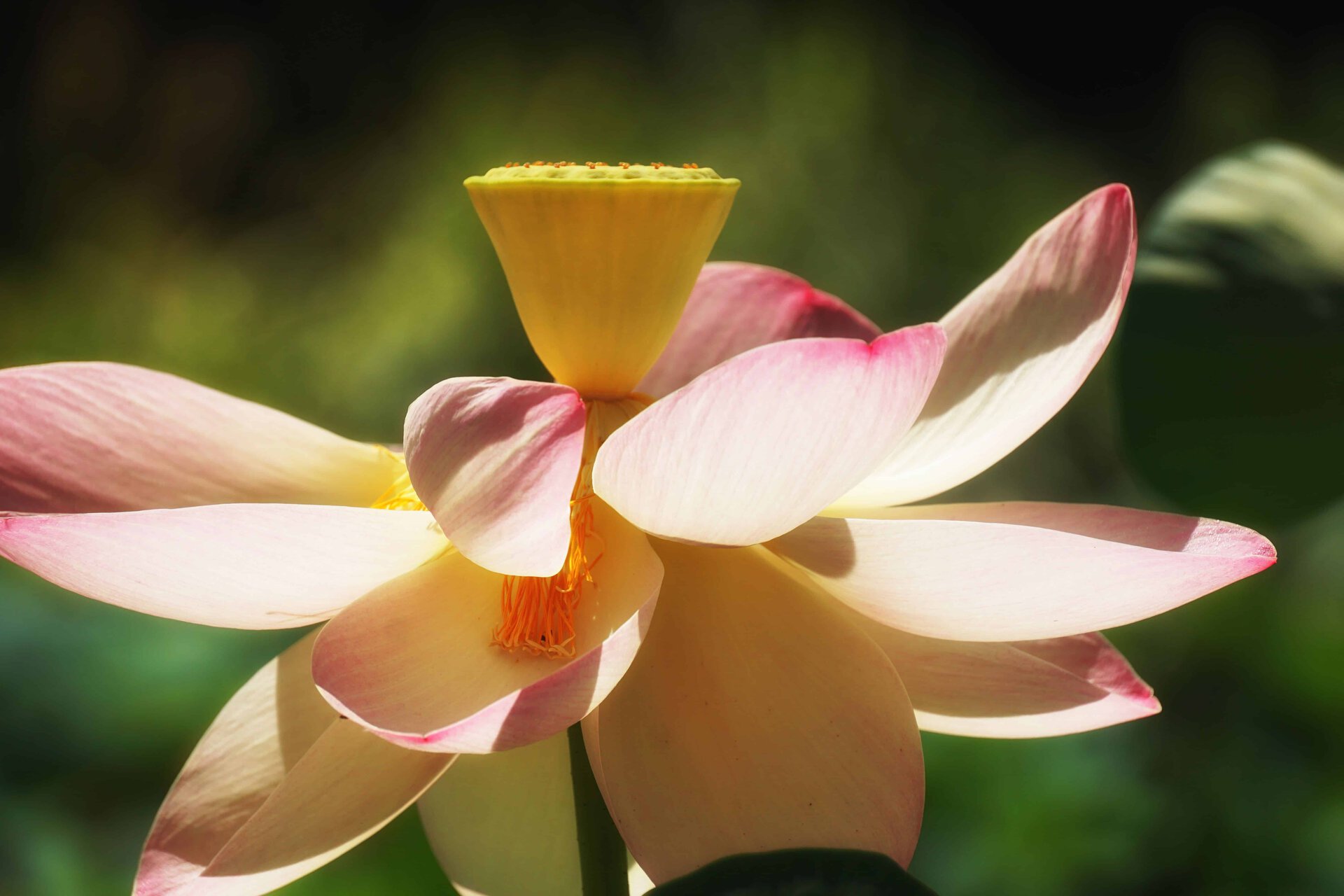 lily13