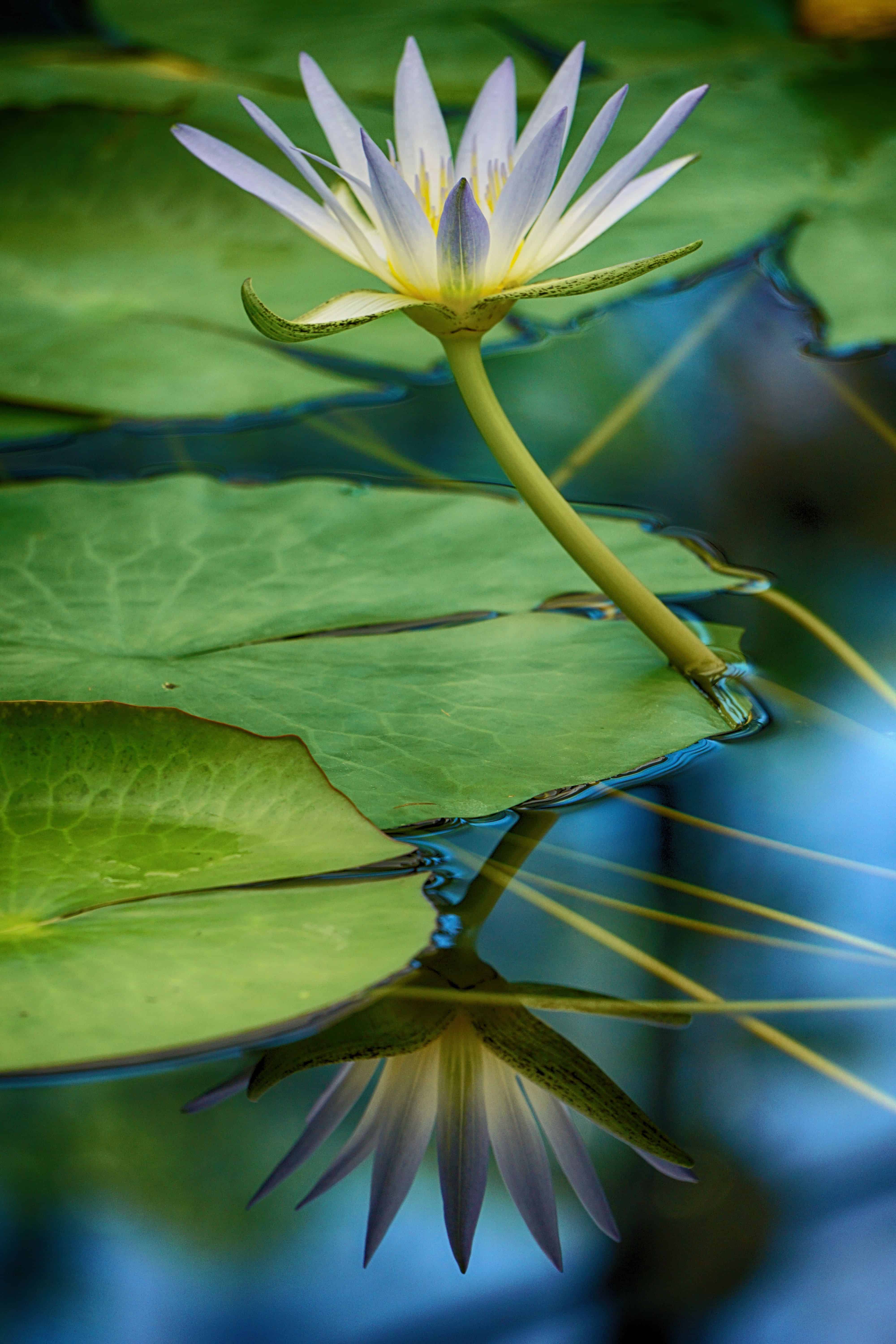 lily8