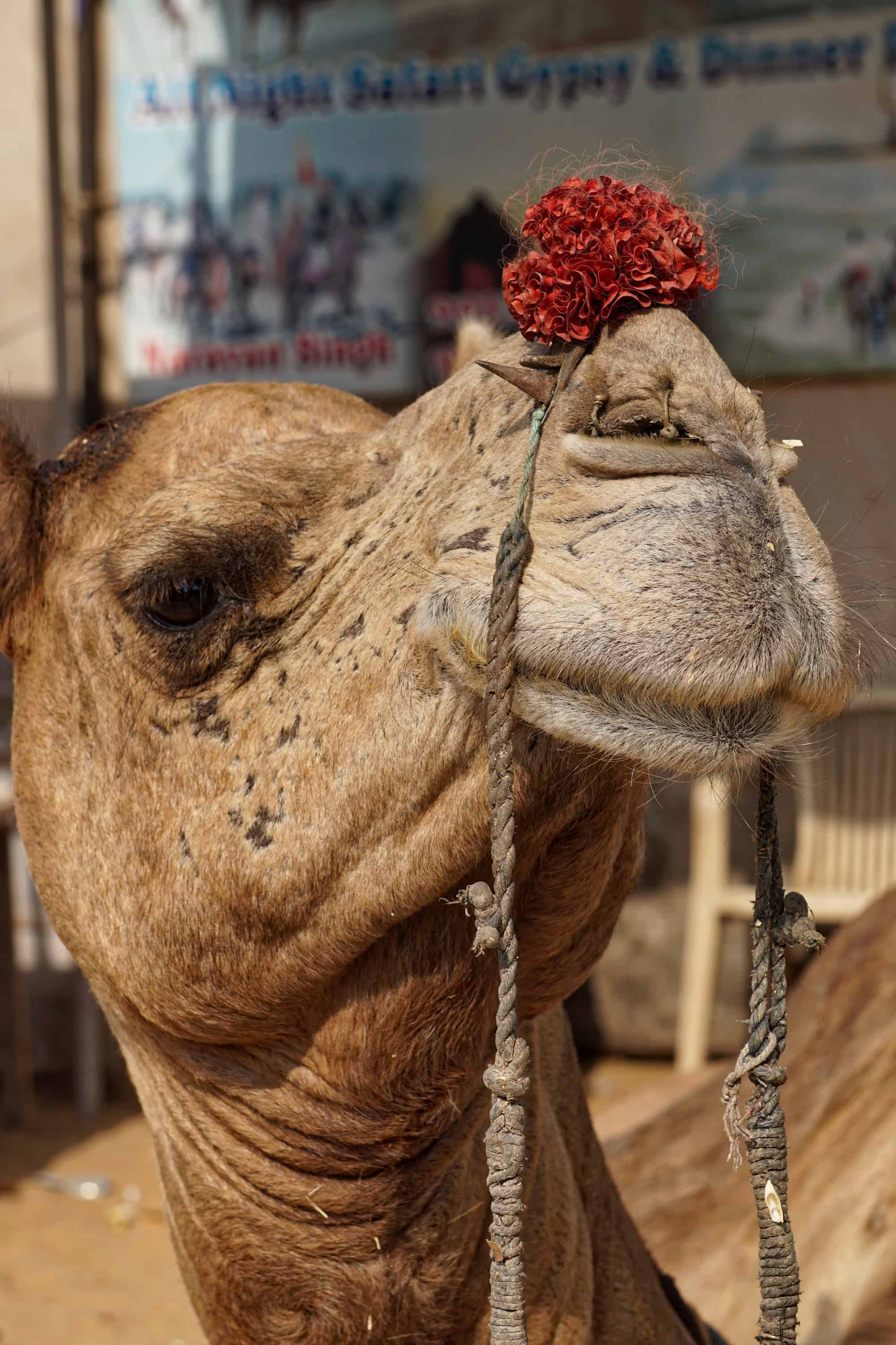 camel-2