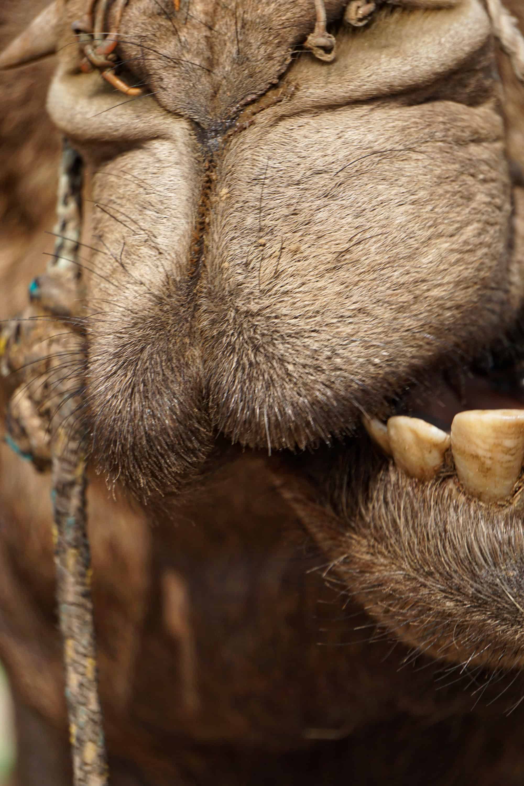 camel-5