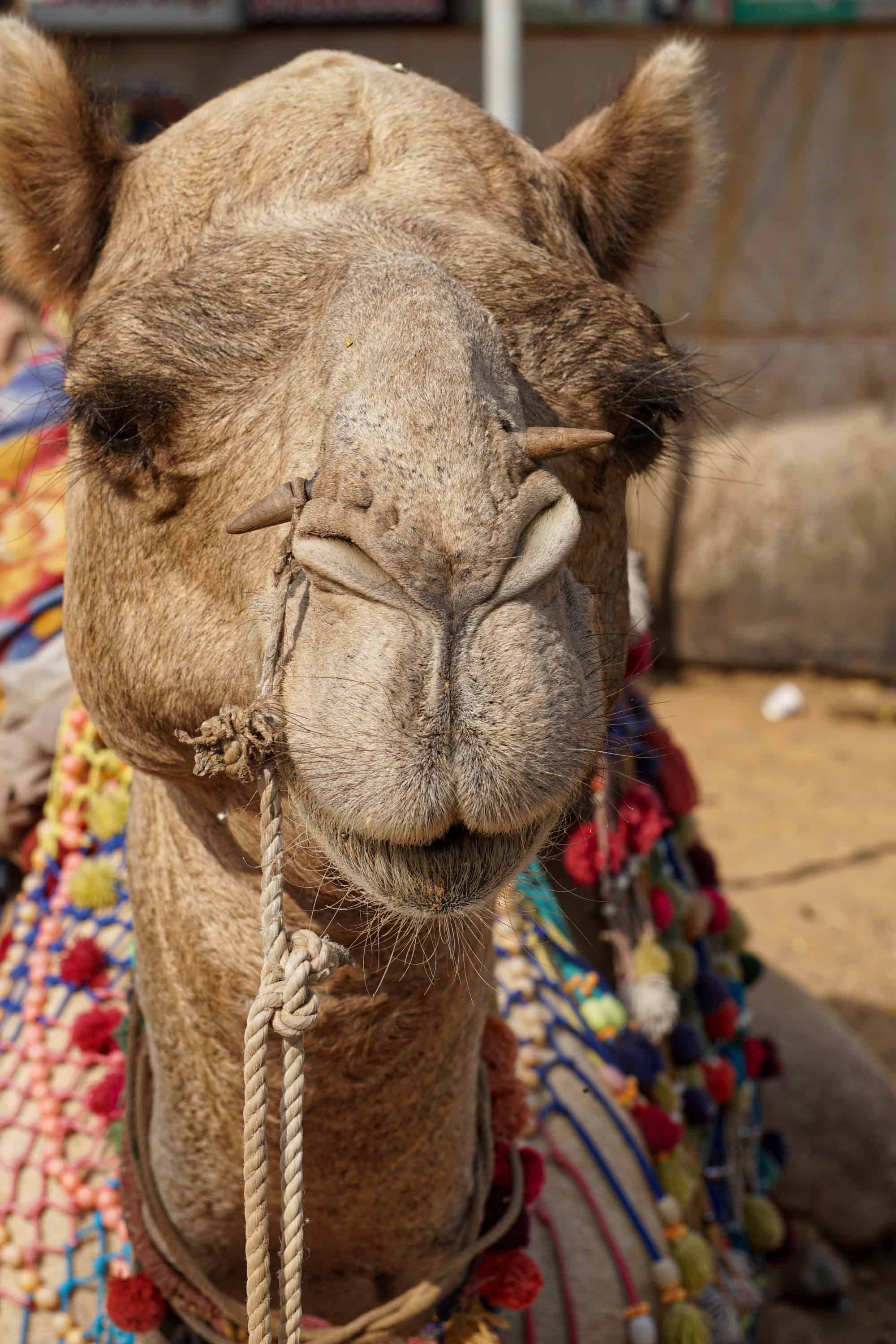 camel-7