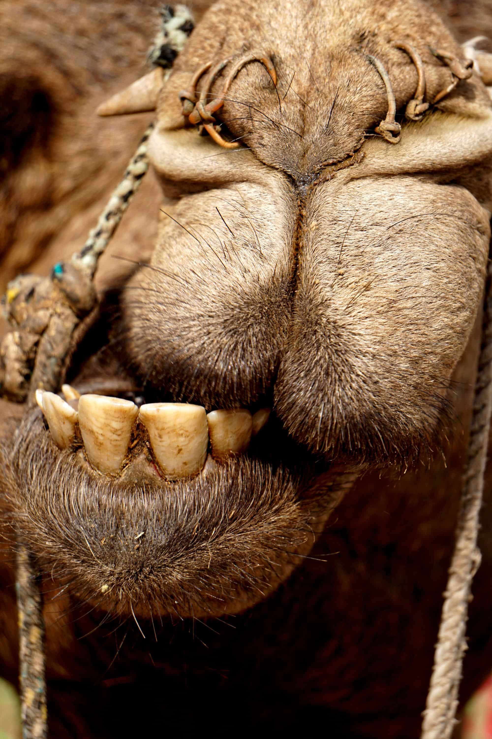 camel