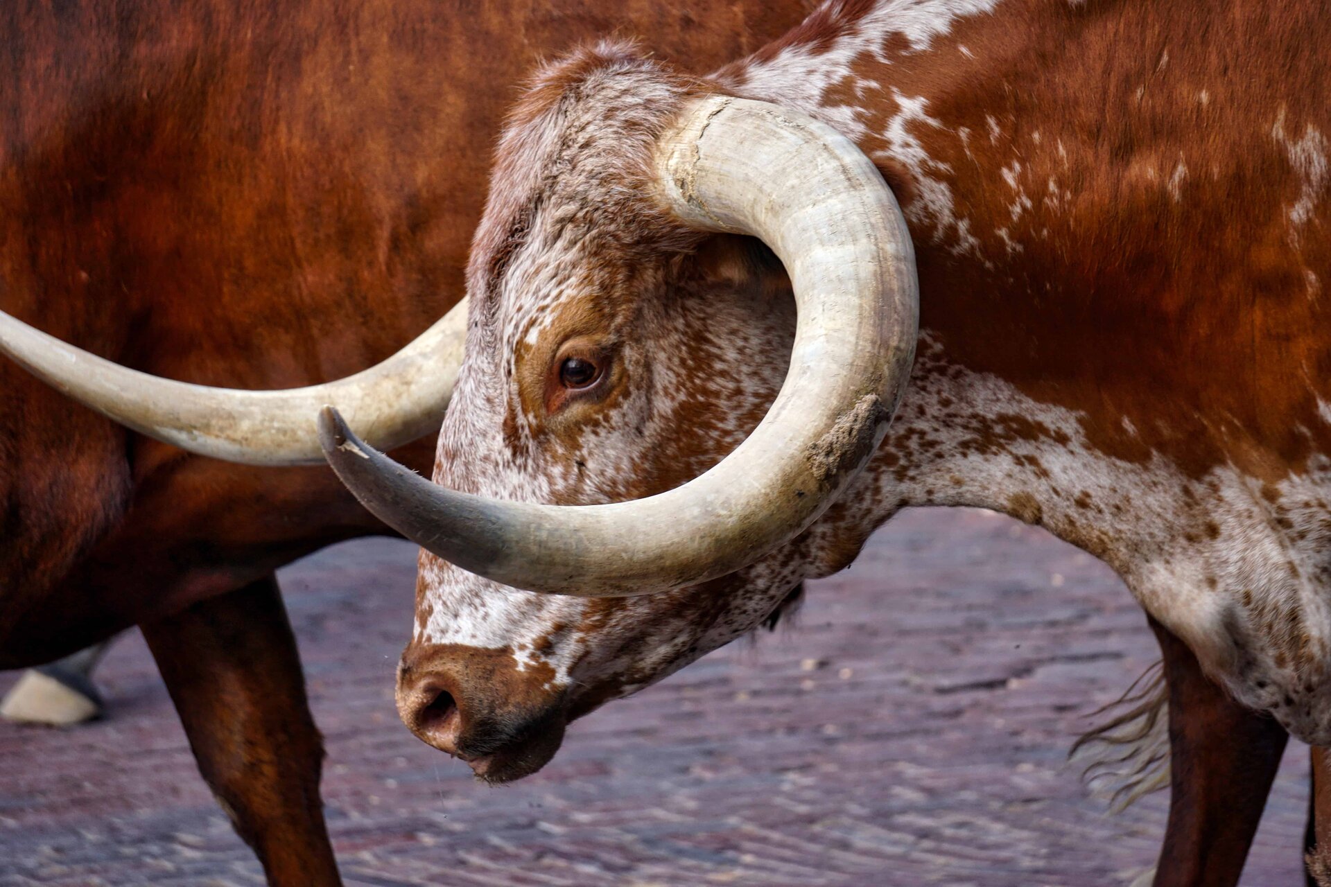 cow-1