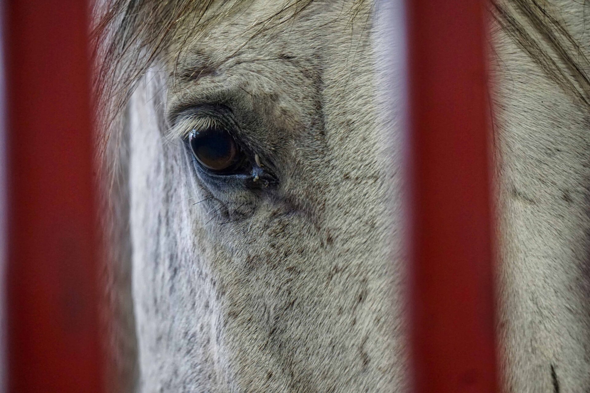 horse