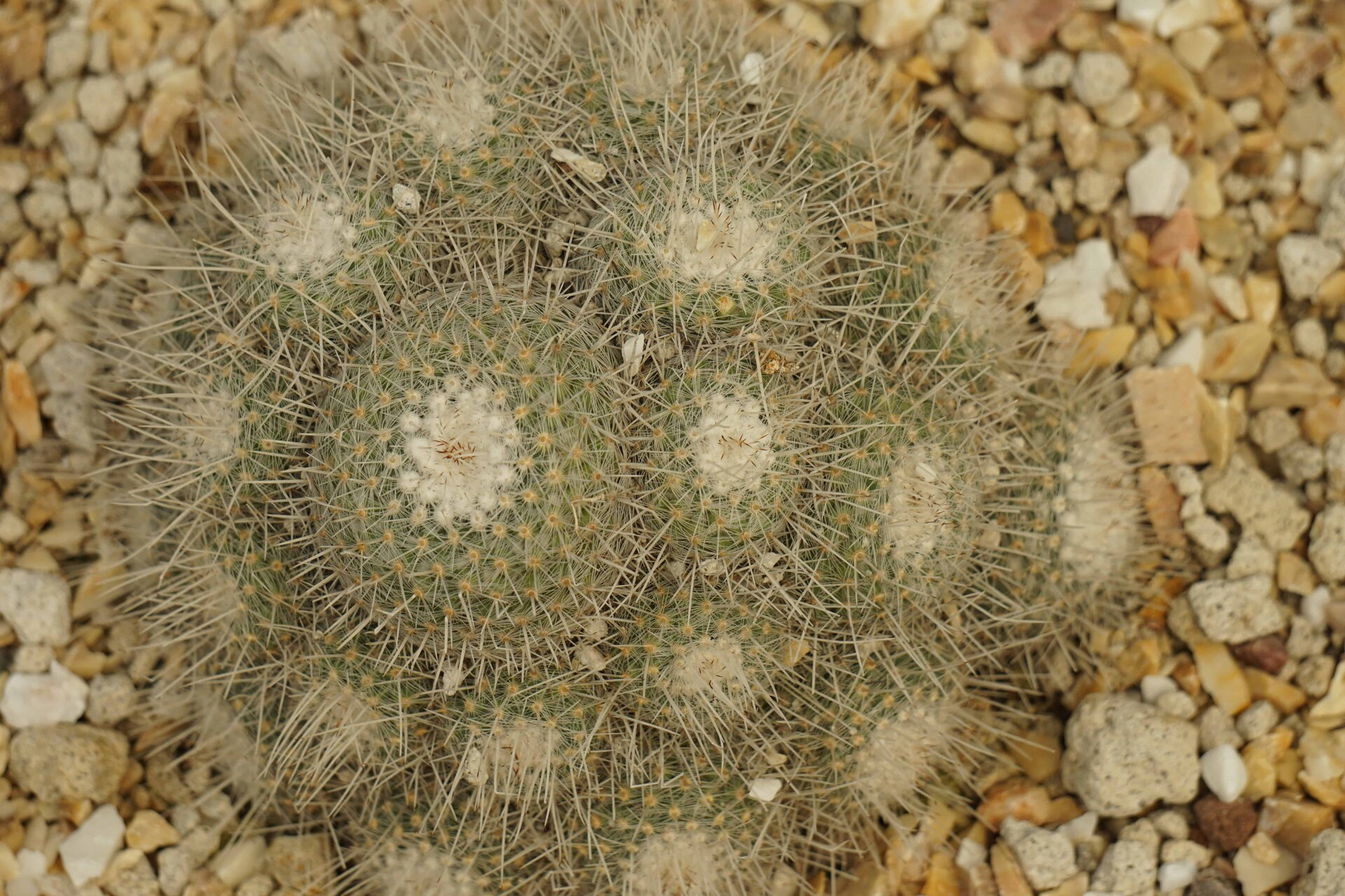 dsc04750