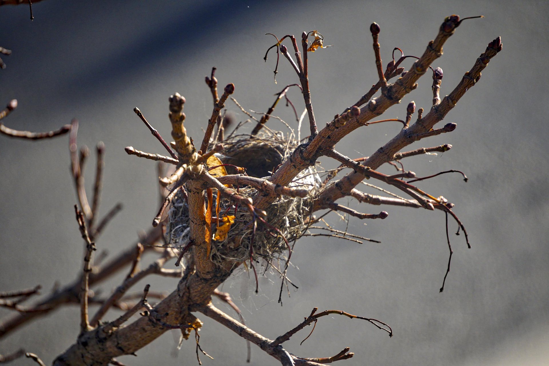DSC01874_HDR