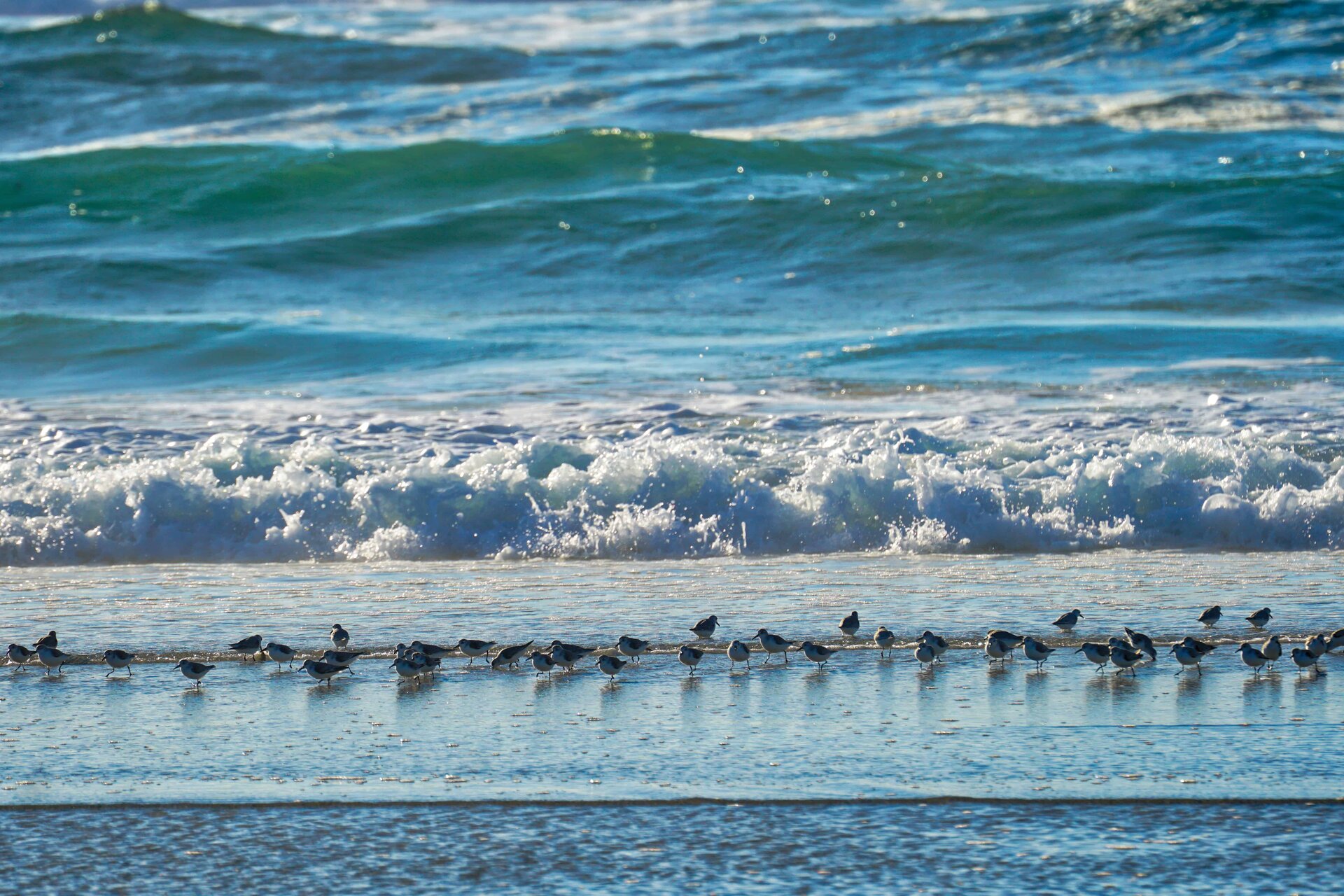 birds