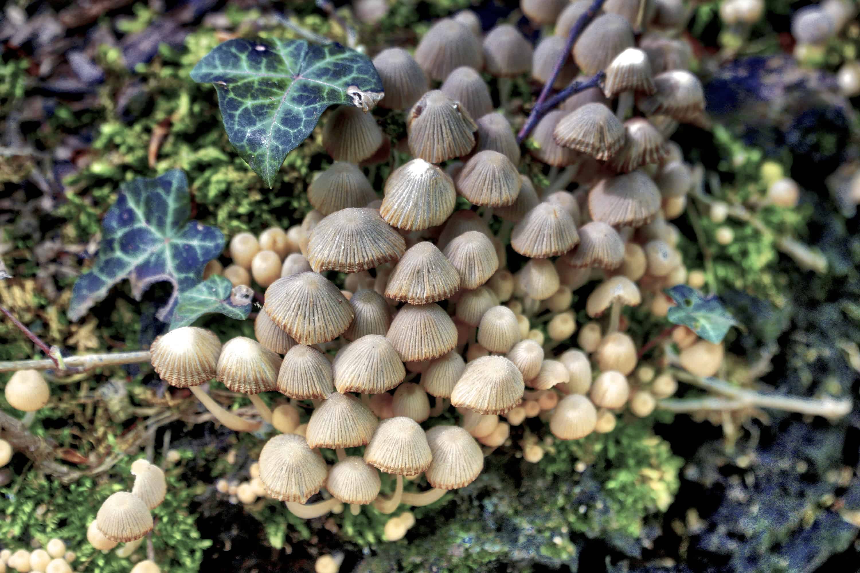 mushrooms.