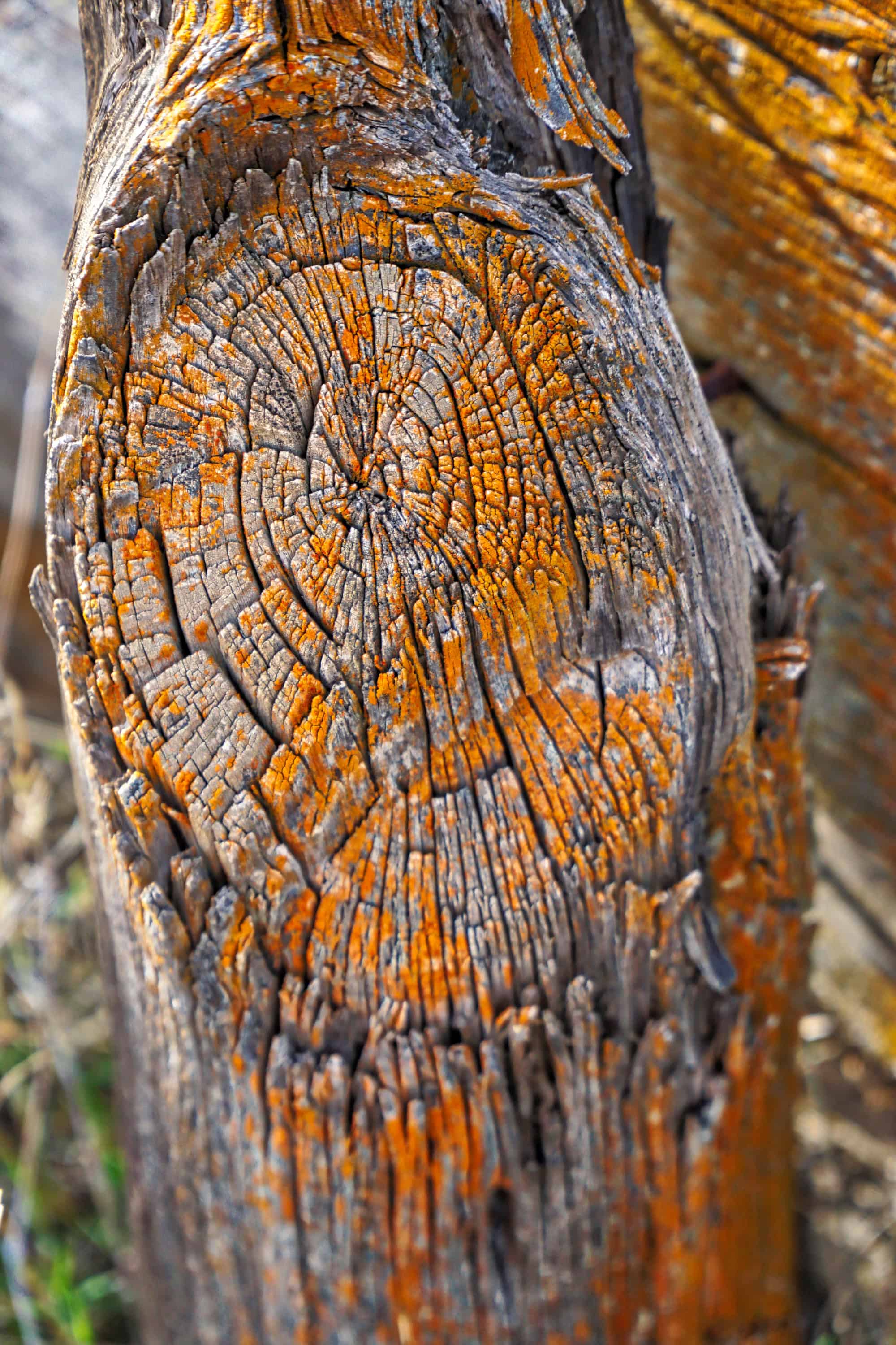 trunk